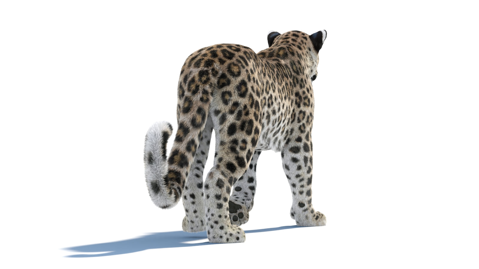 Persian Leopard 3D Model Animated Fur 360° view 1 frame 25