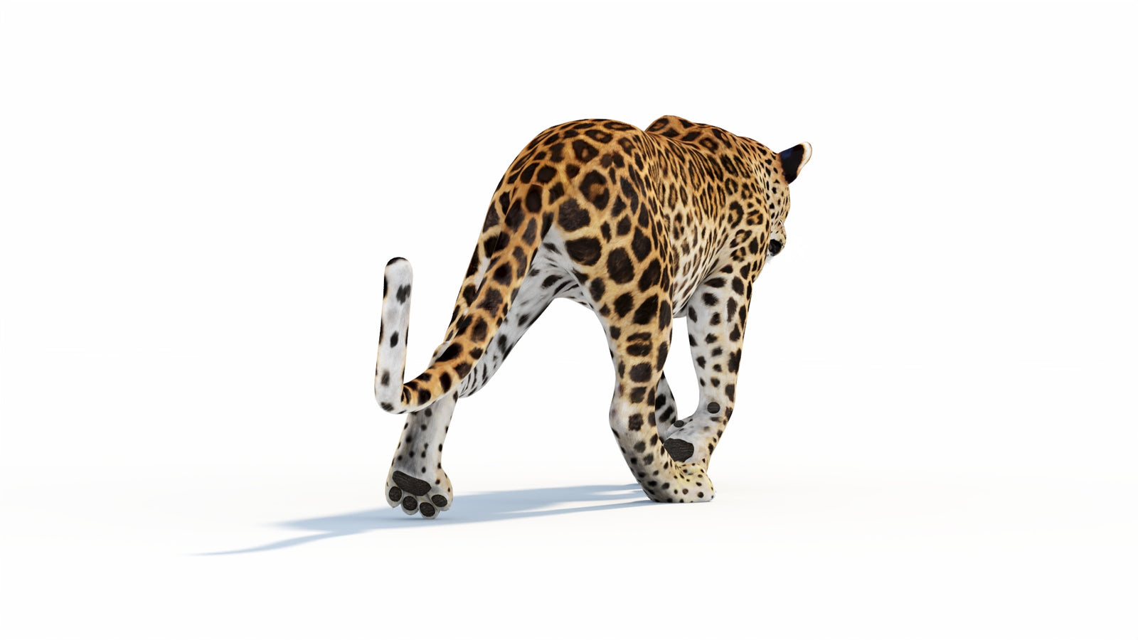 Animated Sri Lankan Leopard 3D Model 360° view 1 frame 25