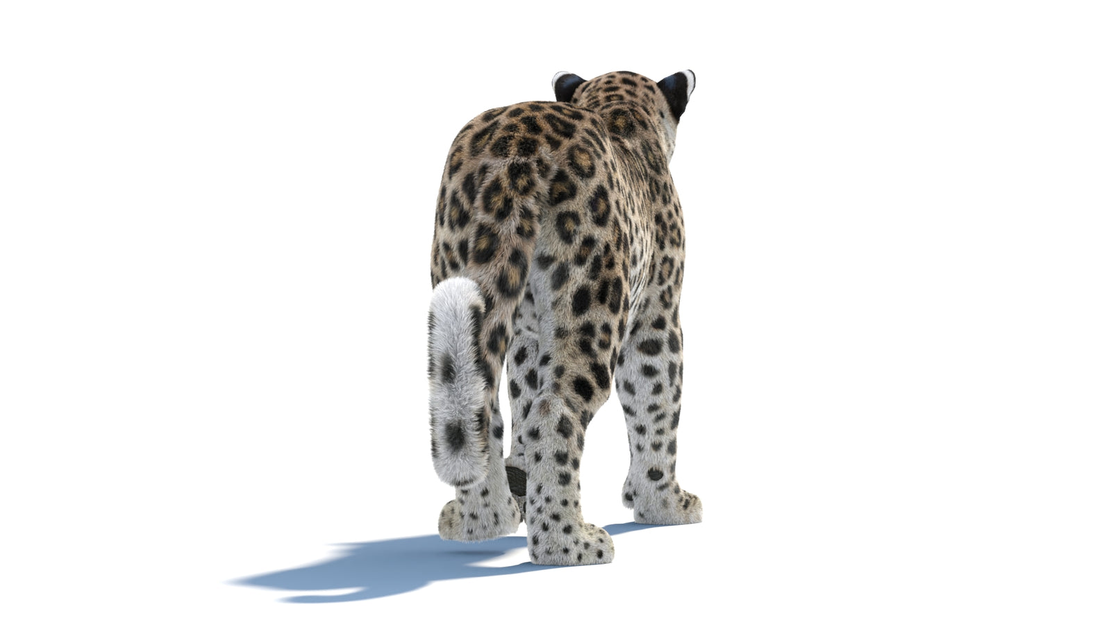 Persian Leopard 3D Model Animated Fur 360° view 1 frame 26