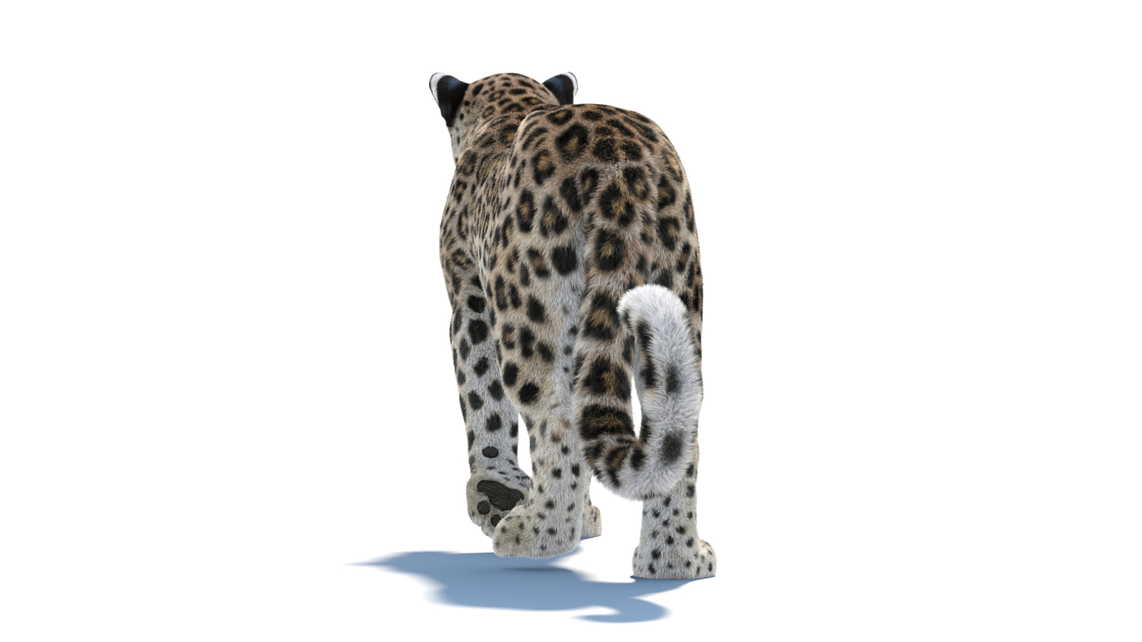 Persian Leopard 3D Model Animated Fur 360° view 1 frame 28