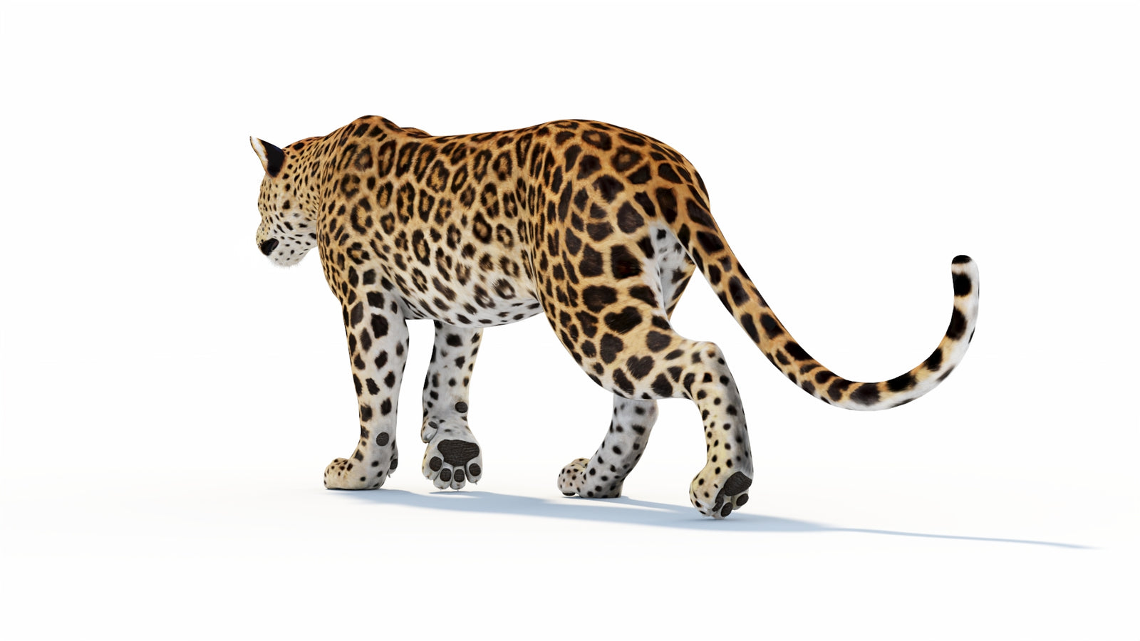 Animated Sri Lankan Leopard 3D Model 360° view 1 frame 31