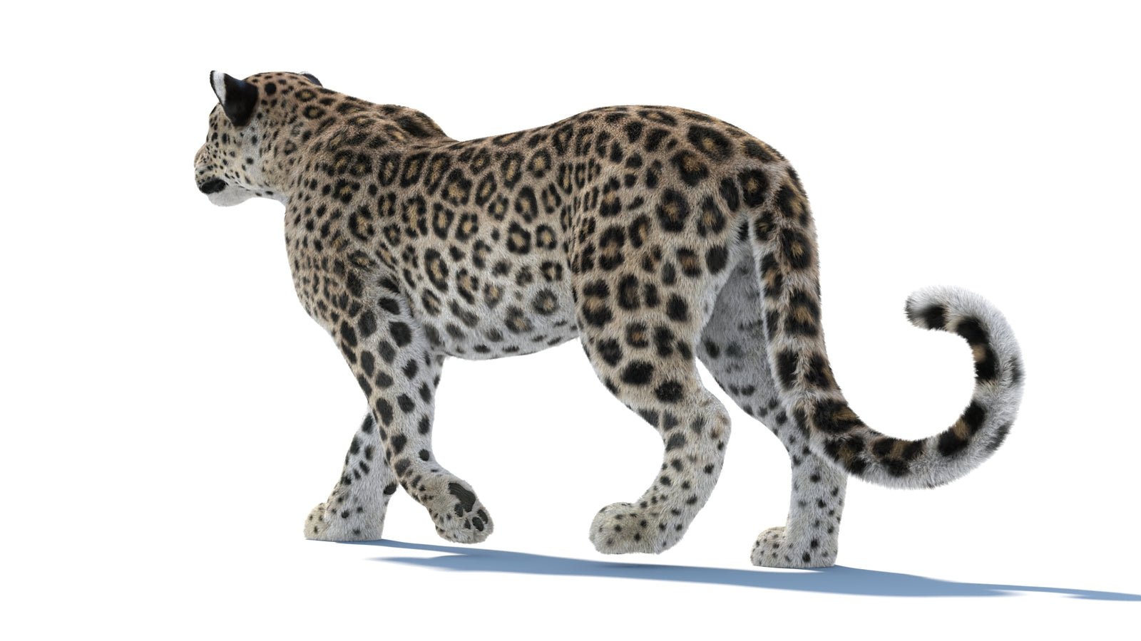 Persian Leopard 3D Model Animated Fur 360° view 1 frame 32