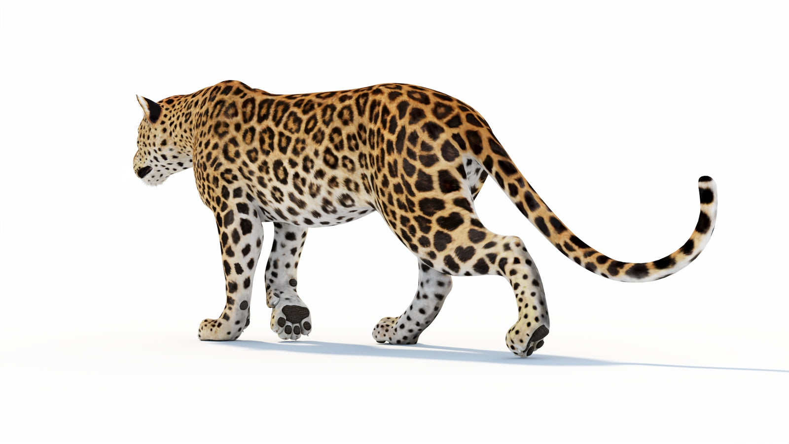 Animated Sri Lankan Leopard 3D Model 360° view 1 frame 32