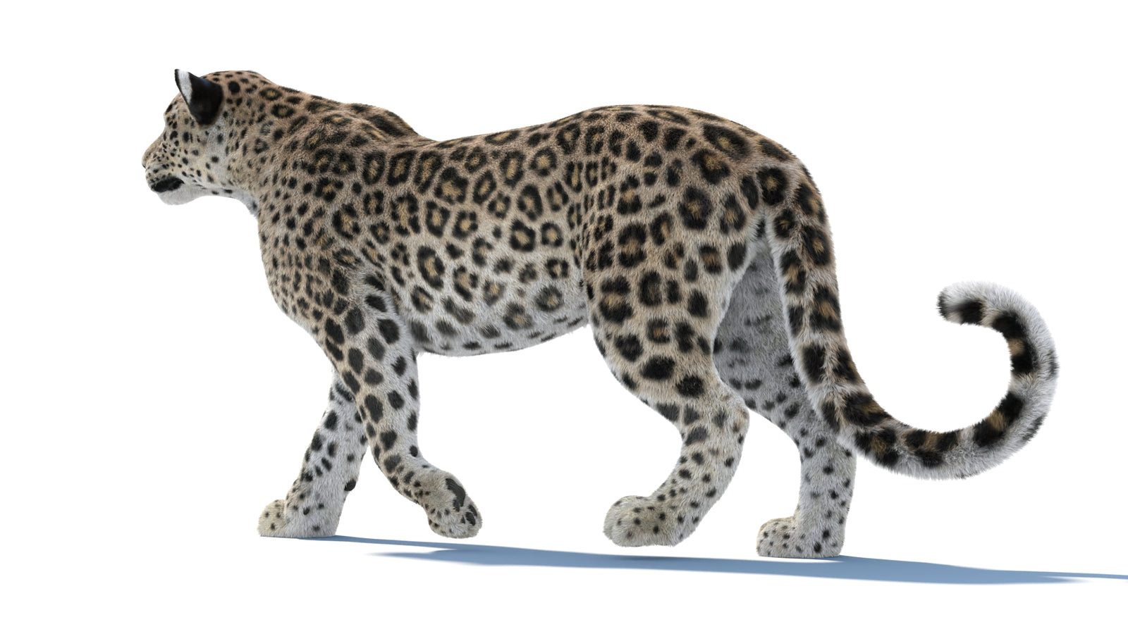 Persian Leopard 3D Model Animated Fur 360° view 1 frame 33