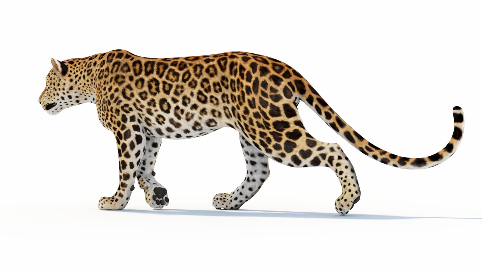 Animated Sri Lankan Leopard 3D Model 360° view 1 frame 34