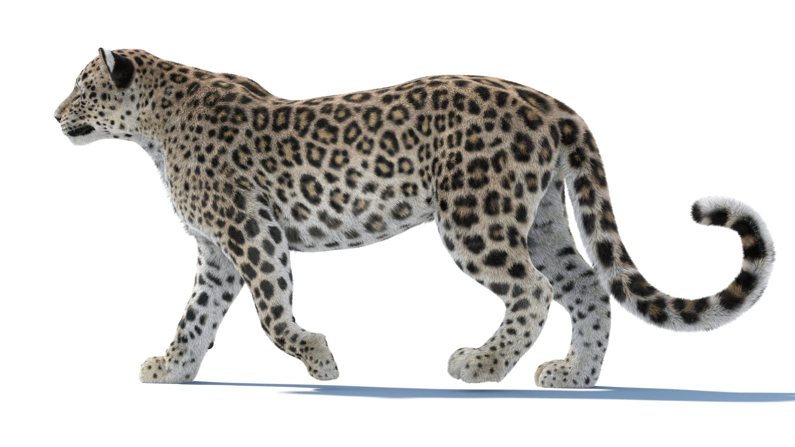 Persian Leopard 3D Model Animated Fur 360° view 1 frame 35