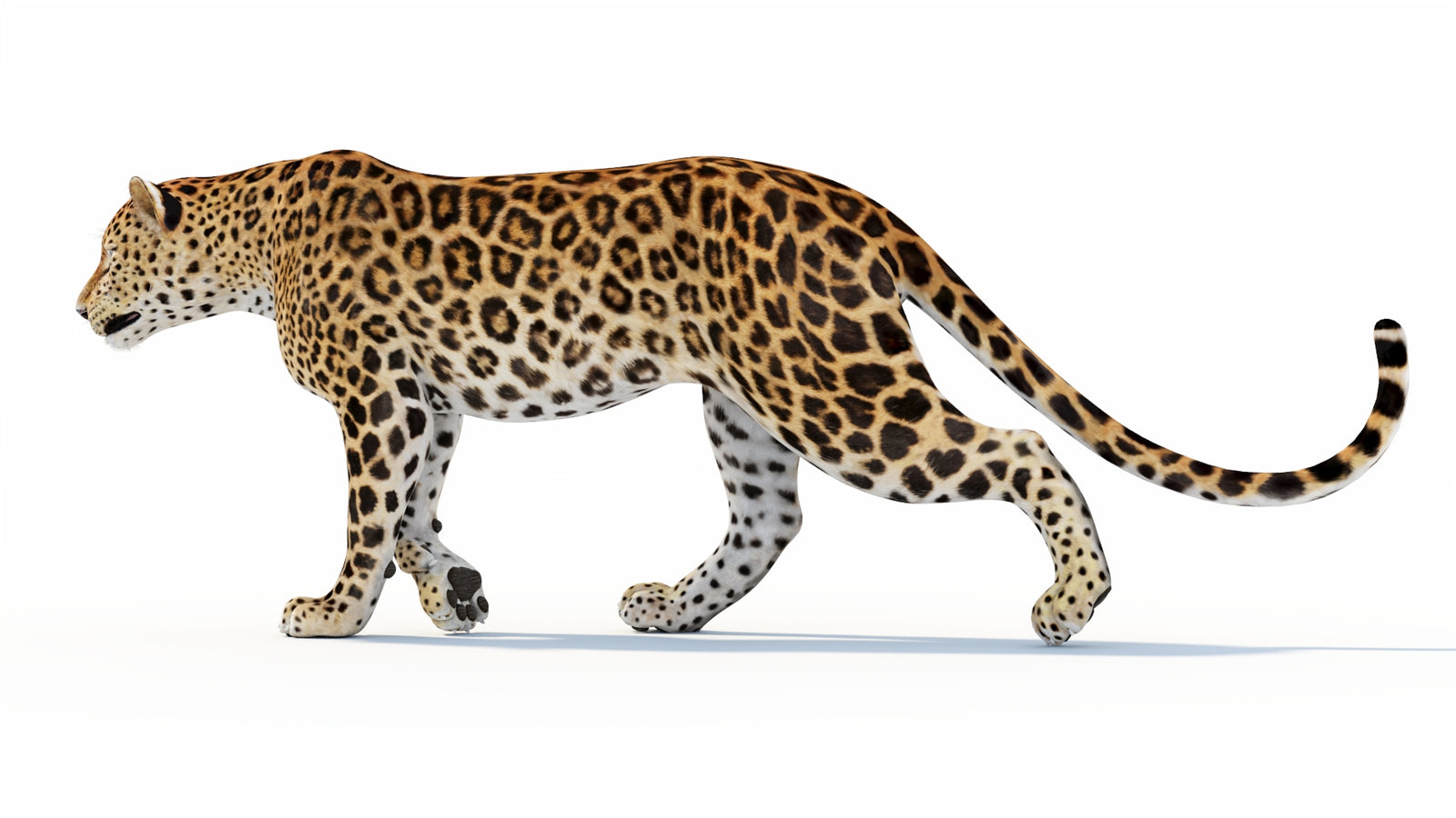 Animated Sri Lankan Leopard 3D Model 360° view 1 frame 35
