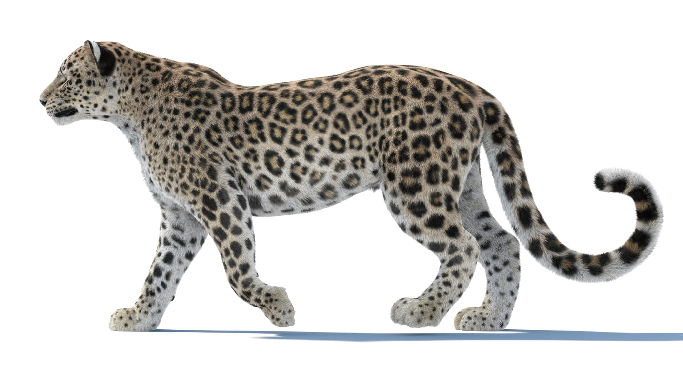 Persian Leopard 3D Model Animated Fur - 360 Degree View