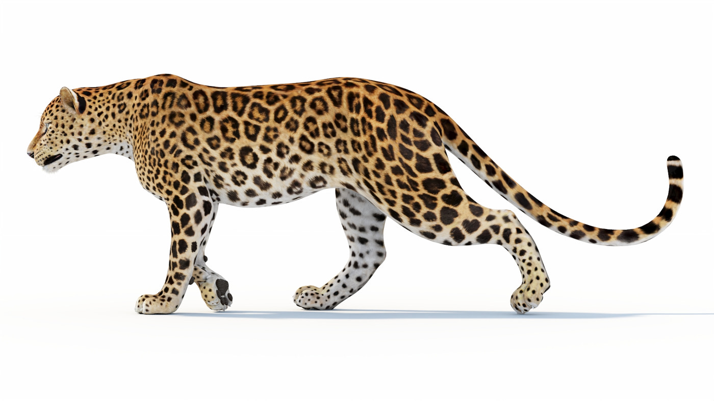 Animated Sri Lankan Leopard 3D Model - 360 Degree View