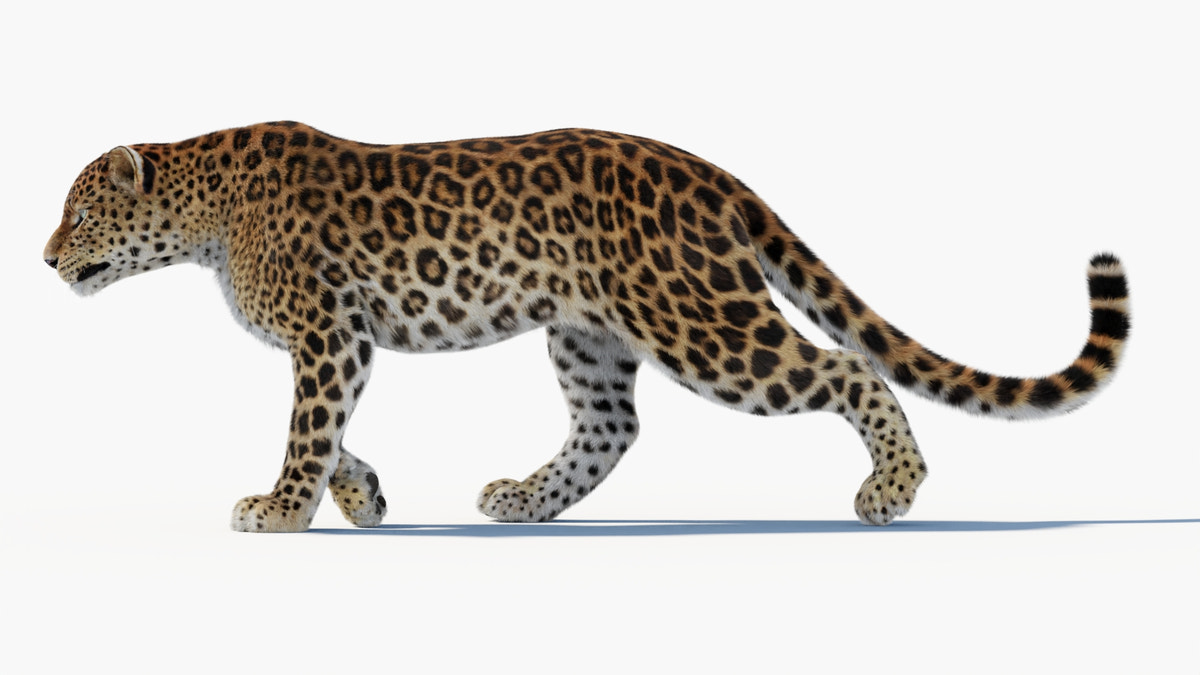 Animated Sri Lankan Leopard 3D Model Fur - 360 Degree View