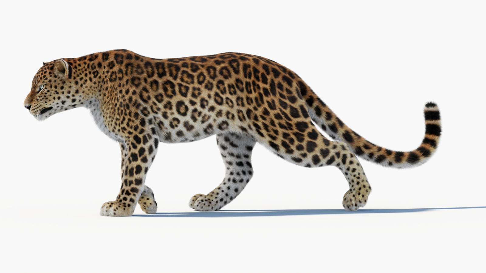 Animated Sri Lankan Leopard 3D Model Fur 360° view 1 frame 2