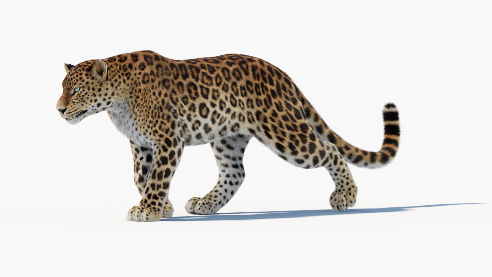 Animated Sri Lankan Leopard 3D Model Fur 360° view 1 frame 4