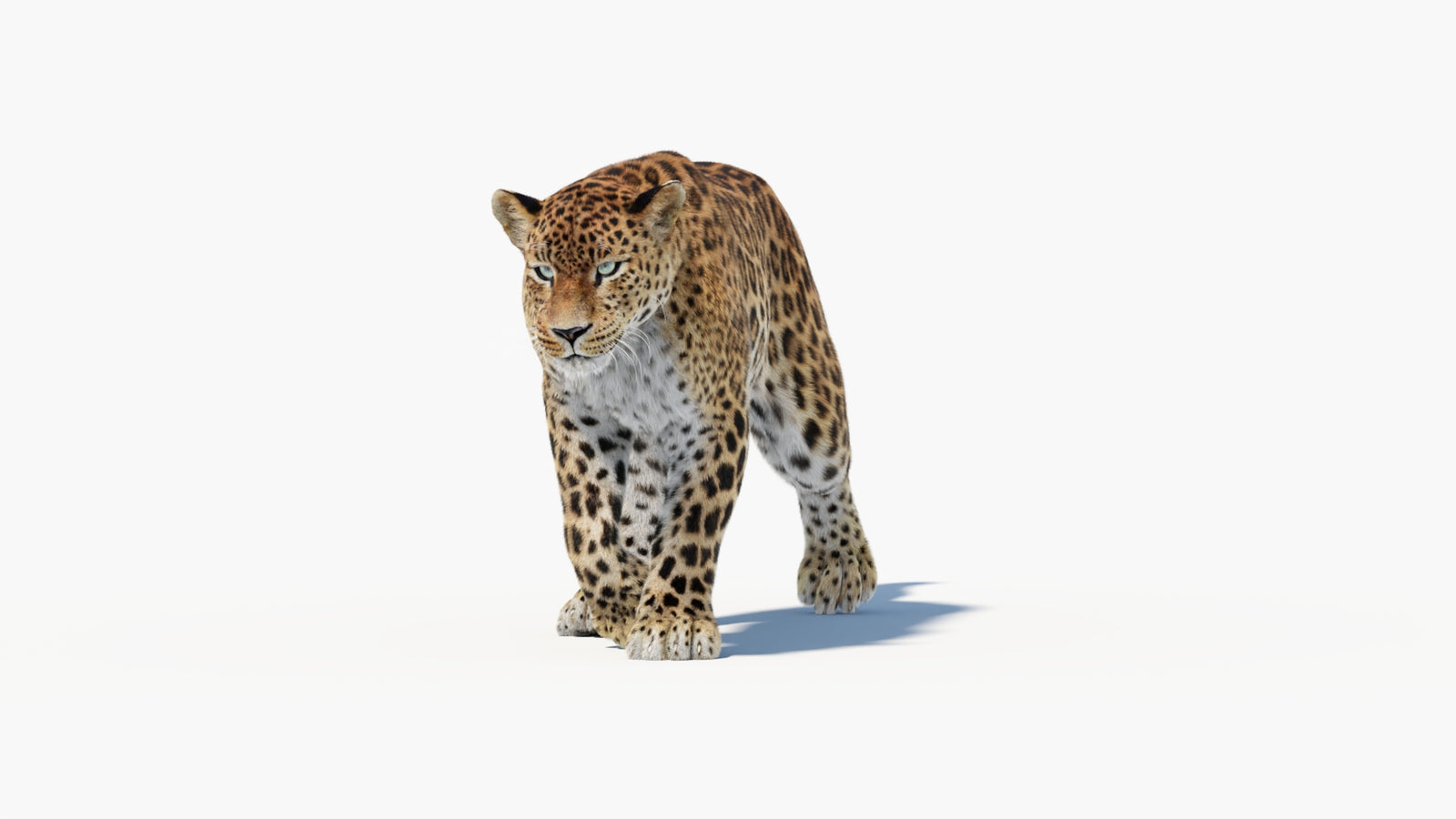 Animated Sri Lankan Leopard 3D Model Fur 360° view 1 frame 8