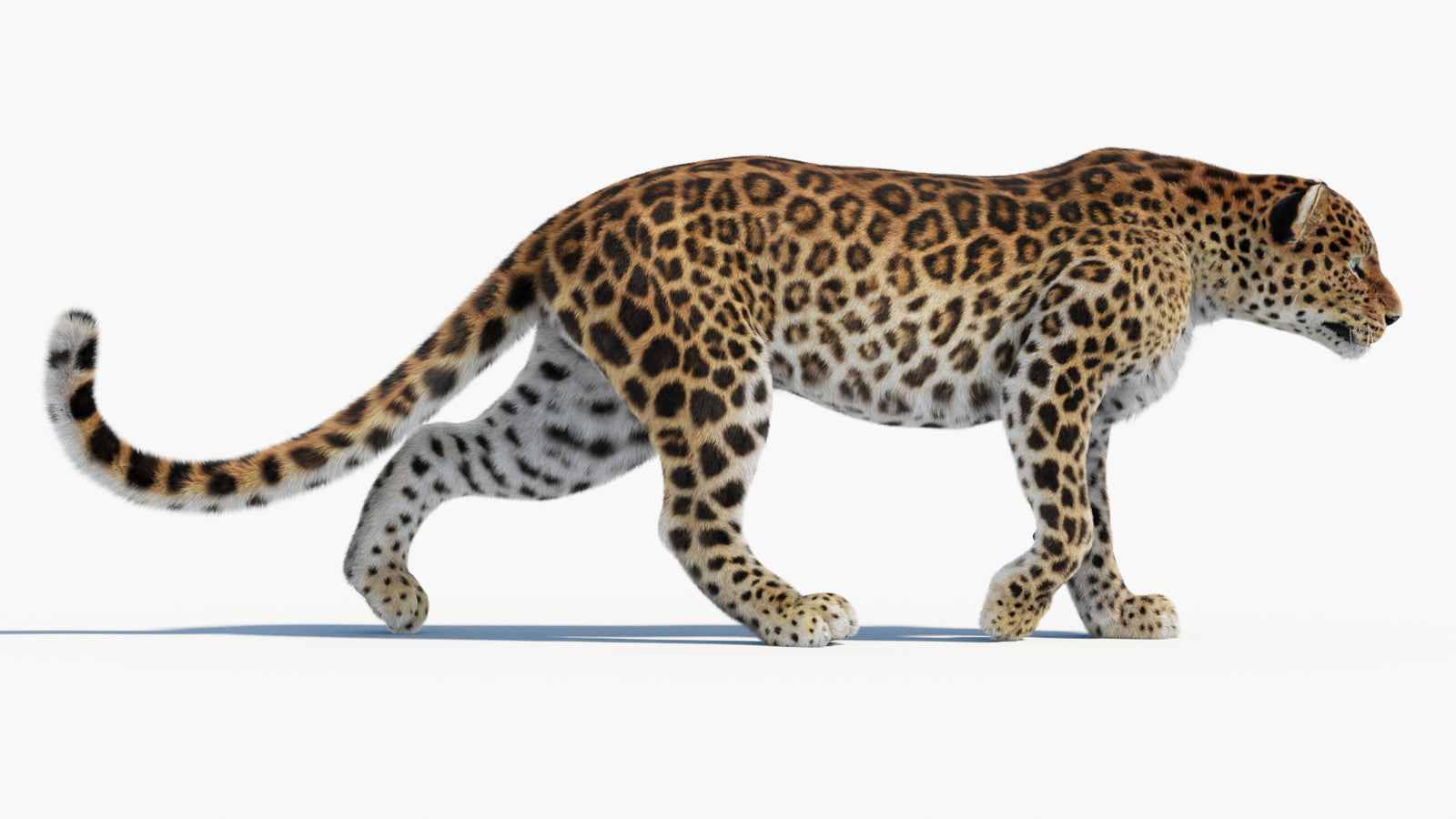 Animated Sri Lankan Leopard 3D Model Fur 360° view 1 frame 18