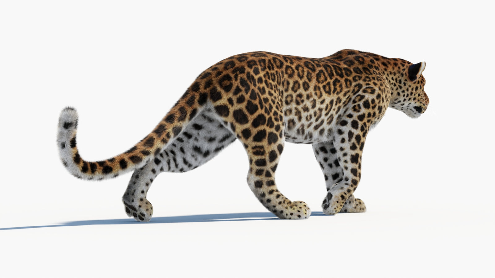 Animated Sri Lankan Leopard 3D Model Fur 360° view 1 frame 22