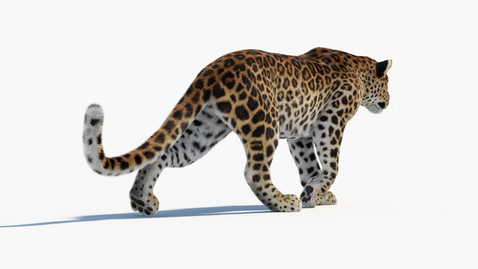 Animated Sri Lankan Leopard 3D Model Fur 360° view 1 frame 23