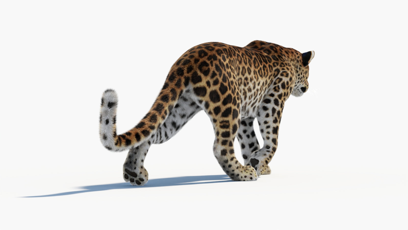 Animated Sri Lankan Leopard 3D Model Fur 360° view 1 frame 24