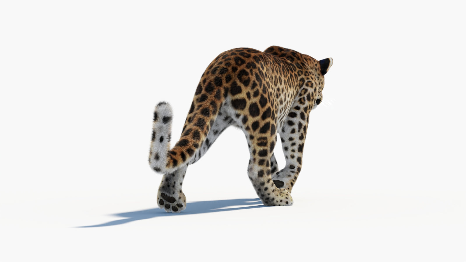 Animated Sri Lankan Leopard 3D Model Fur 360° view 1 frame 25