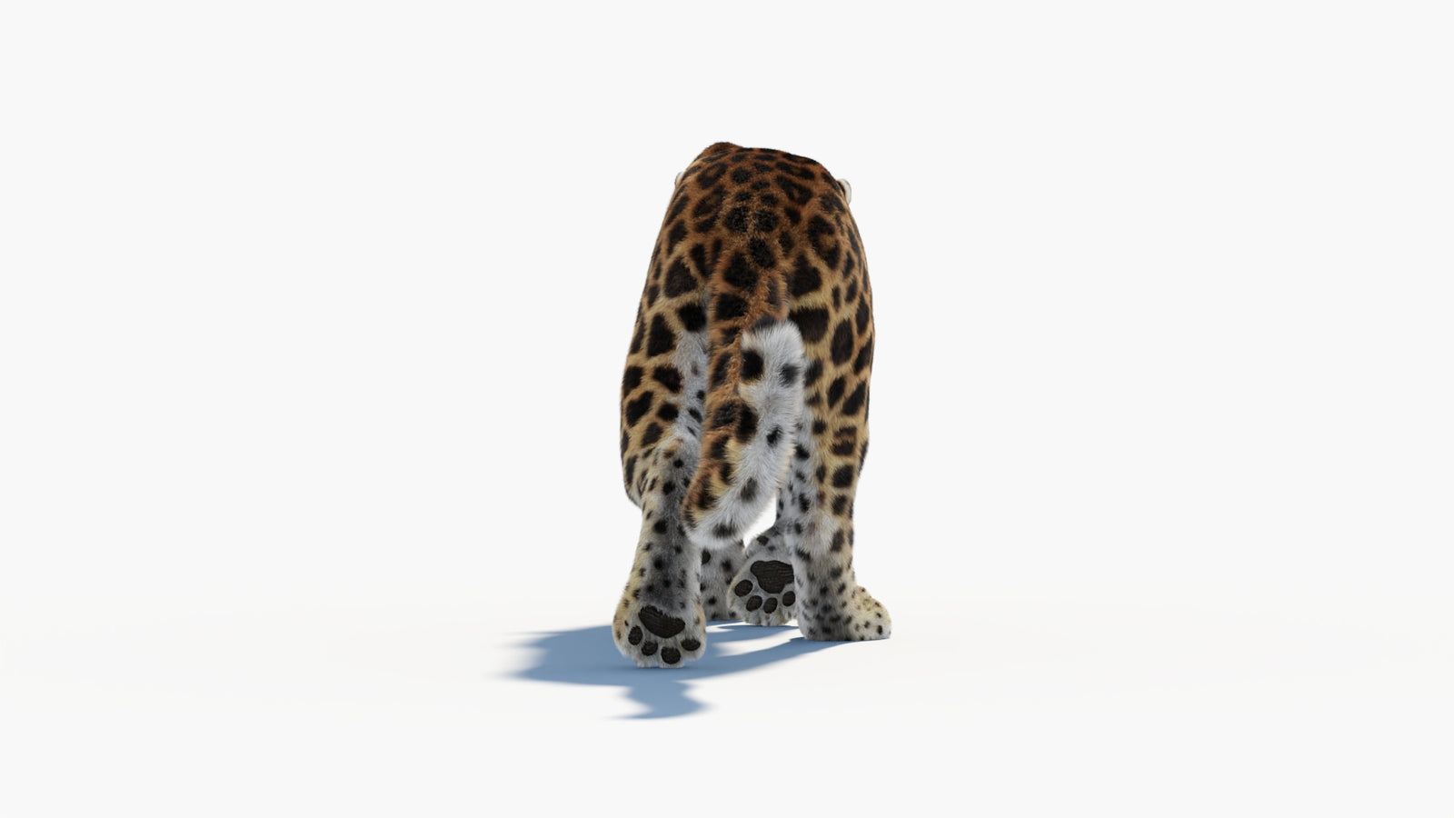 Animated Sri Lankan Leopard 3D Model Fur 360° view 1 frame 27