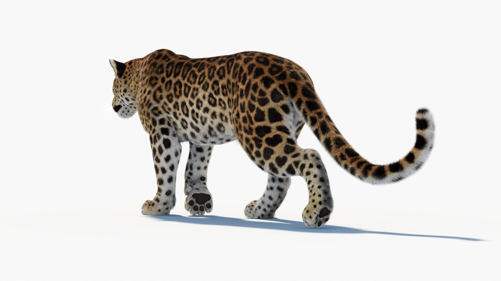 Animated Sri Lankan Leopard 3D Model Fur 360° view 1 frame 31