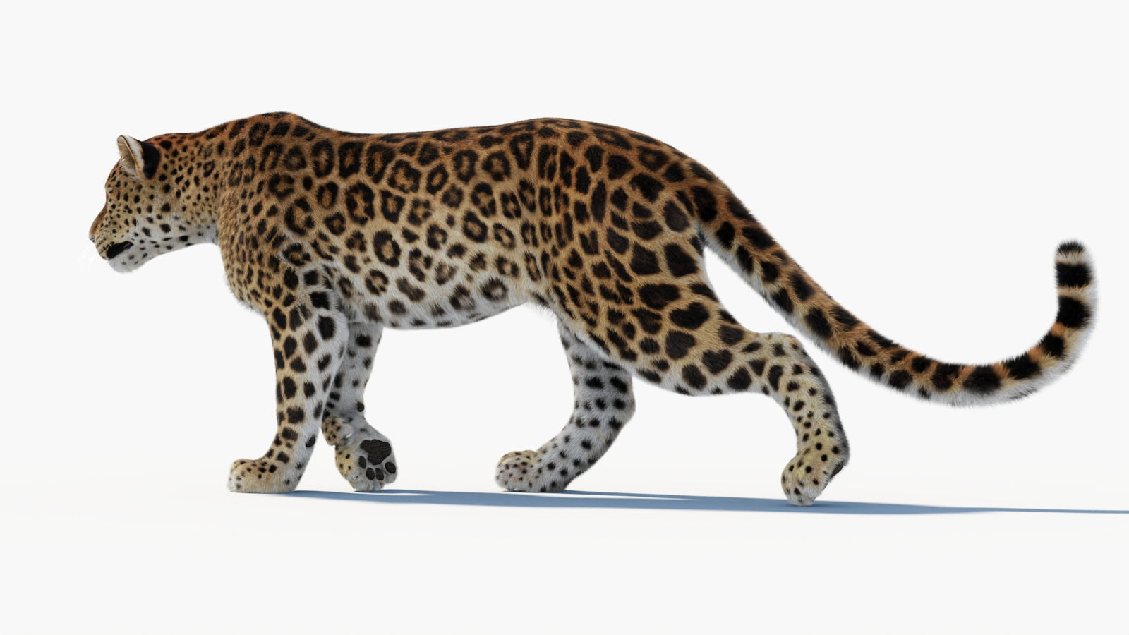Animated Sri Lankan Leopard 3D Model Fur 360° view 1 frame 34