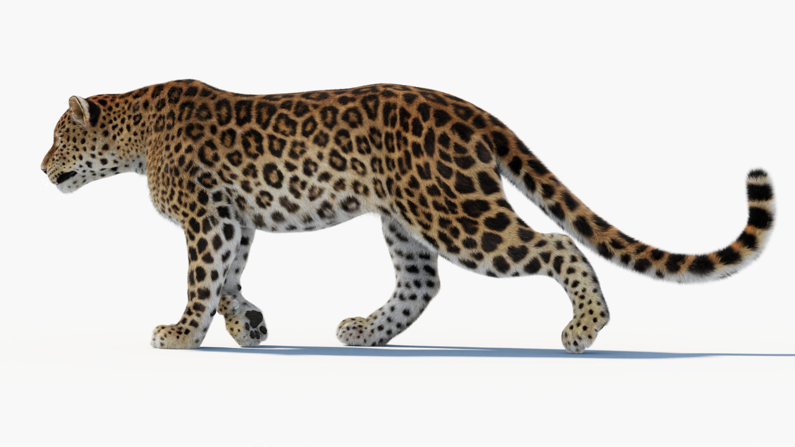 Animated Sri Lankan Leopard 3D Model Fur 360° view 1 frame 35