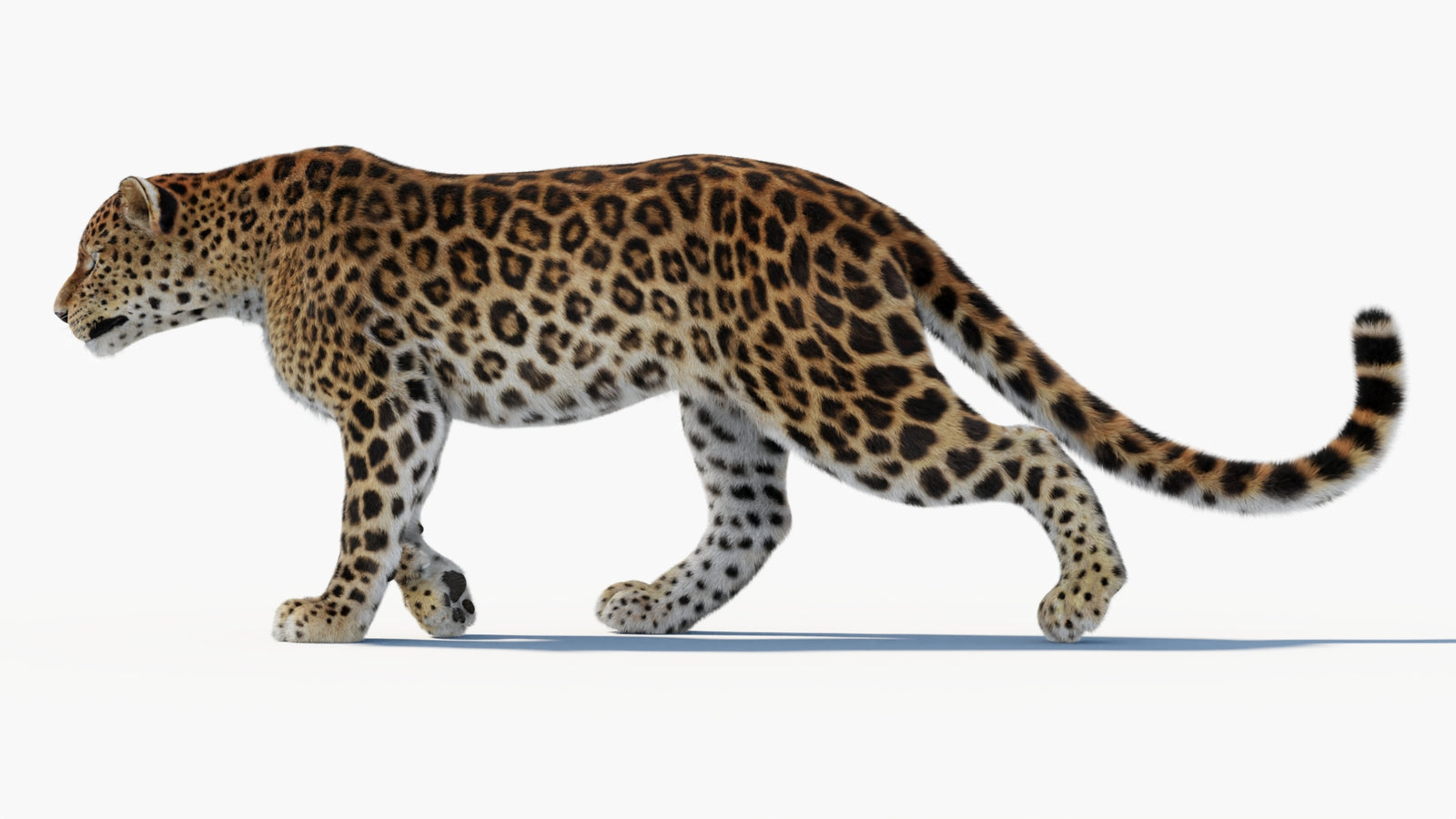 Animated Sri Lankan Leopard 3D Model Fur 360° view 1 frame 36