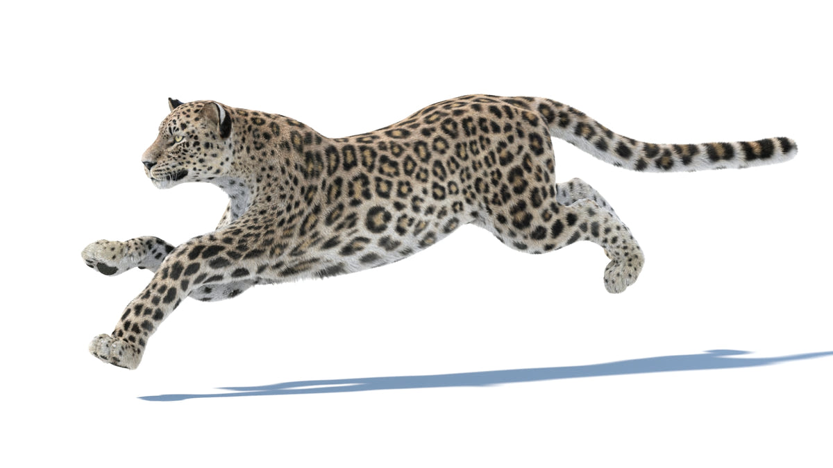Animated Persian Leopard 3D Model Fur - 360 Degree View