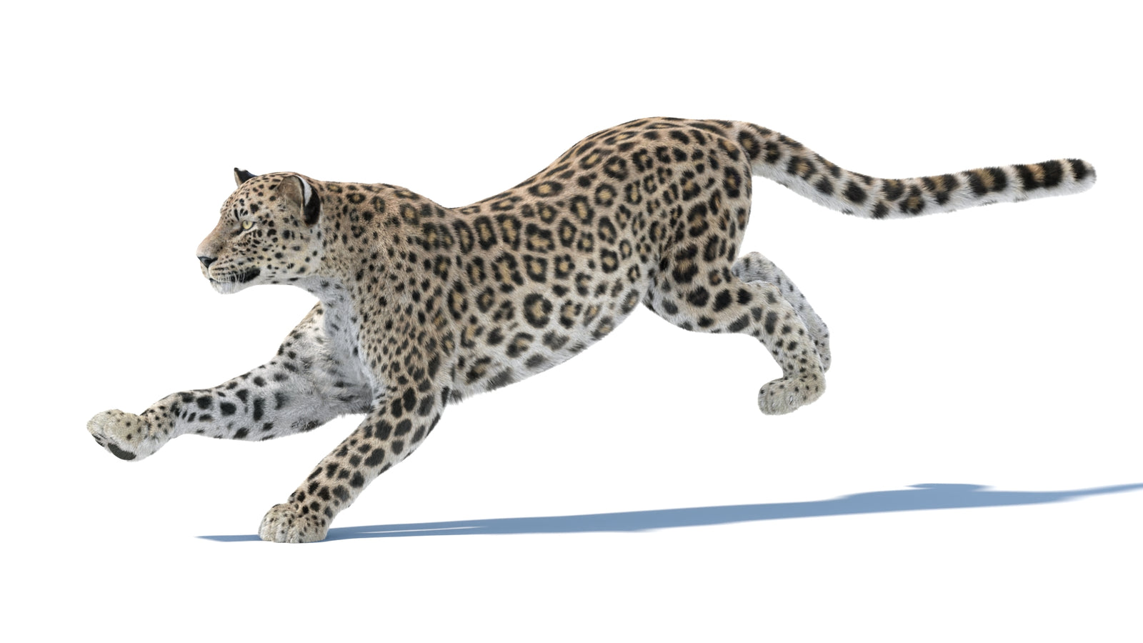 Persian Leopard 3D Model Animated Fur 360° view 4 frame 2