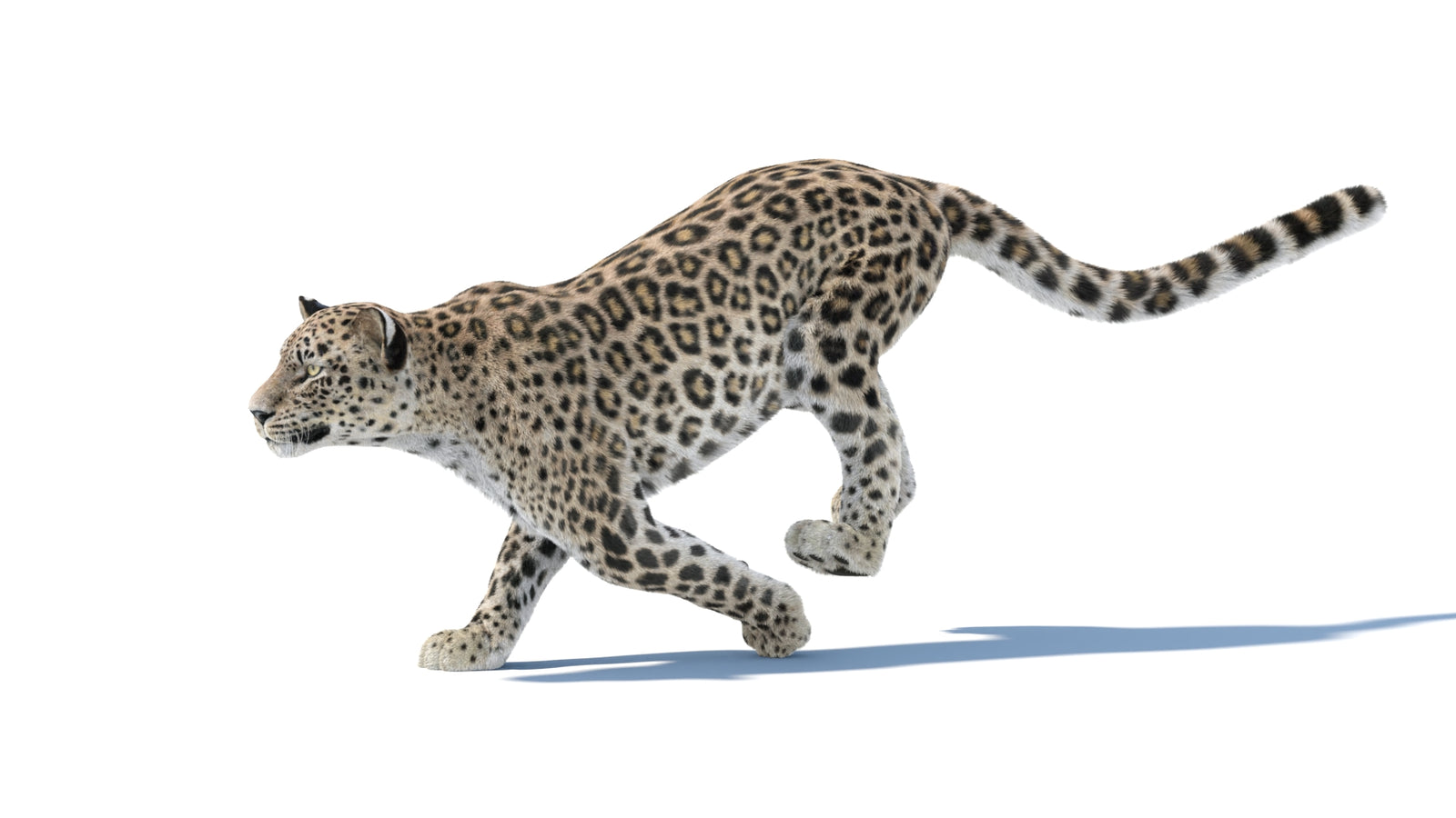 Persian Leopard 3D Model Animated Fur 360° view 4 frame 4