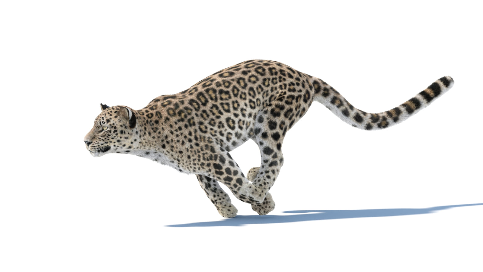 Persian Leopard 3D Model Animated Fur 360° view 4 frame 5