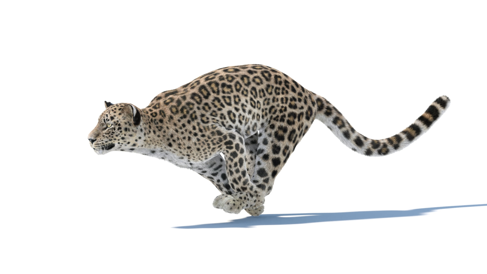 Persian Leopard 3D Model Animated Fur 360° view 4 frame 6