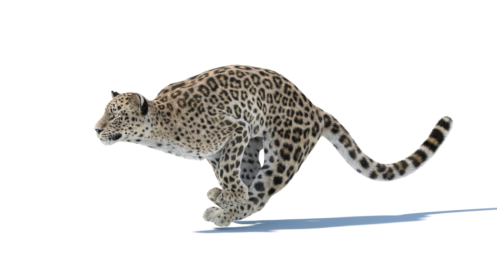 Persian Leopard 3D Model Animated Fur 360° view 4 frame 7