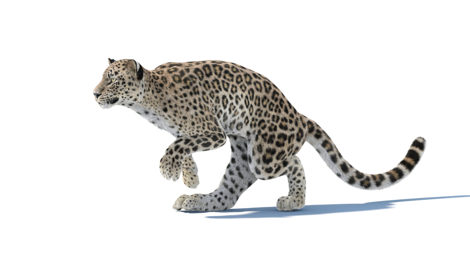Persian Leopard 3D Model Animated Fur 360° view 4 frame 9