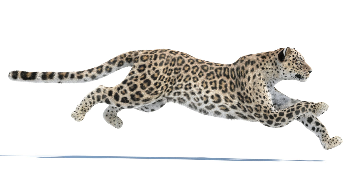 Animated Persian Leopard 3D Model Fur - 360 Degree View