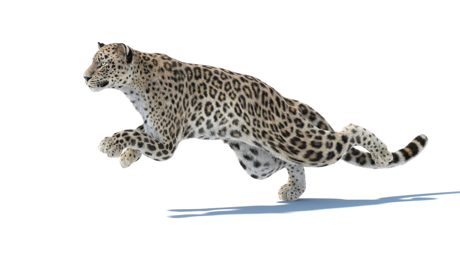 Persian Leopard 3D Model Animated Fur 360° view 4 frame 11