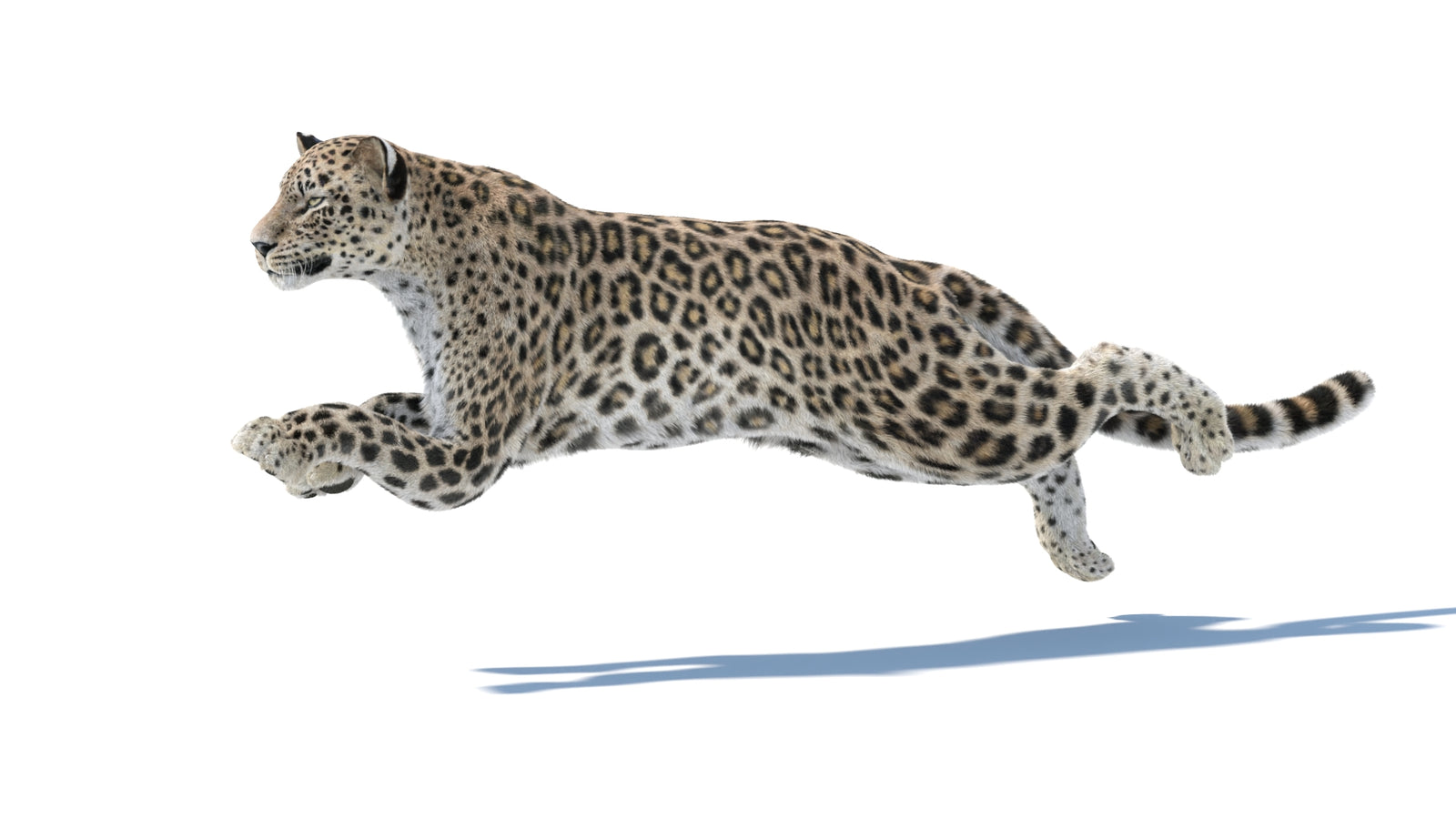 Persian Leopard 3D Model Animated Fur 360° view 4 frame 12