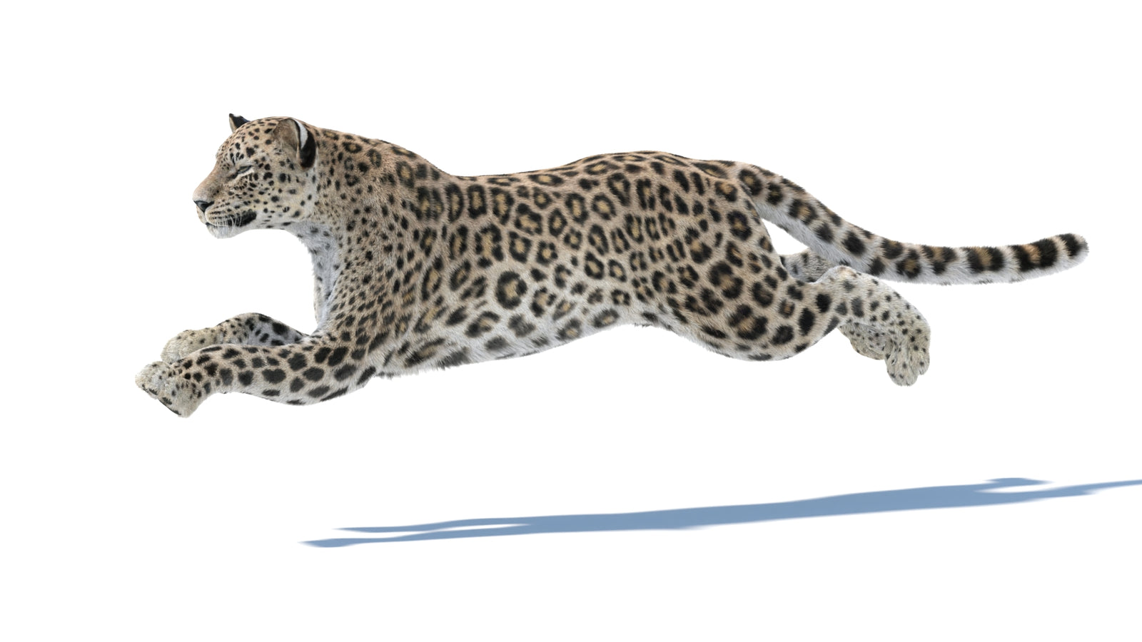 Persian Leopard 3D Model Animated Fur 360° view 4 frame 13