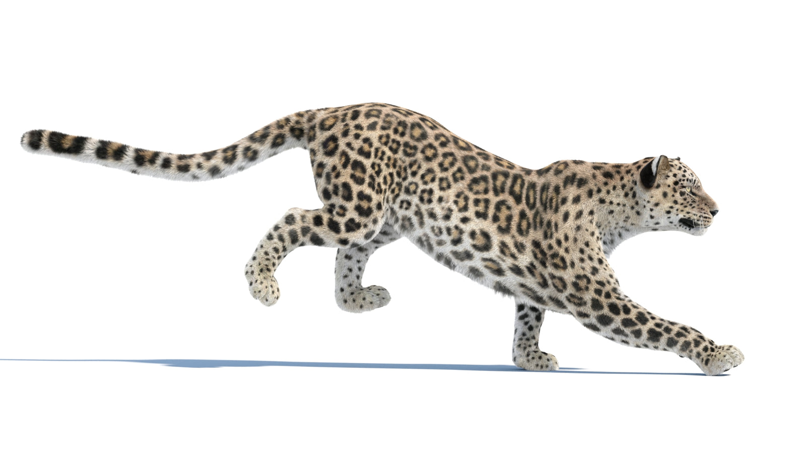 Persian Leopard 3D Model Animated Fur 360° view 3 frame 3