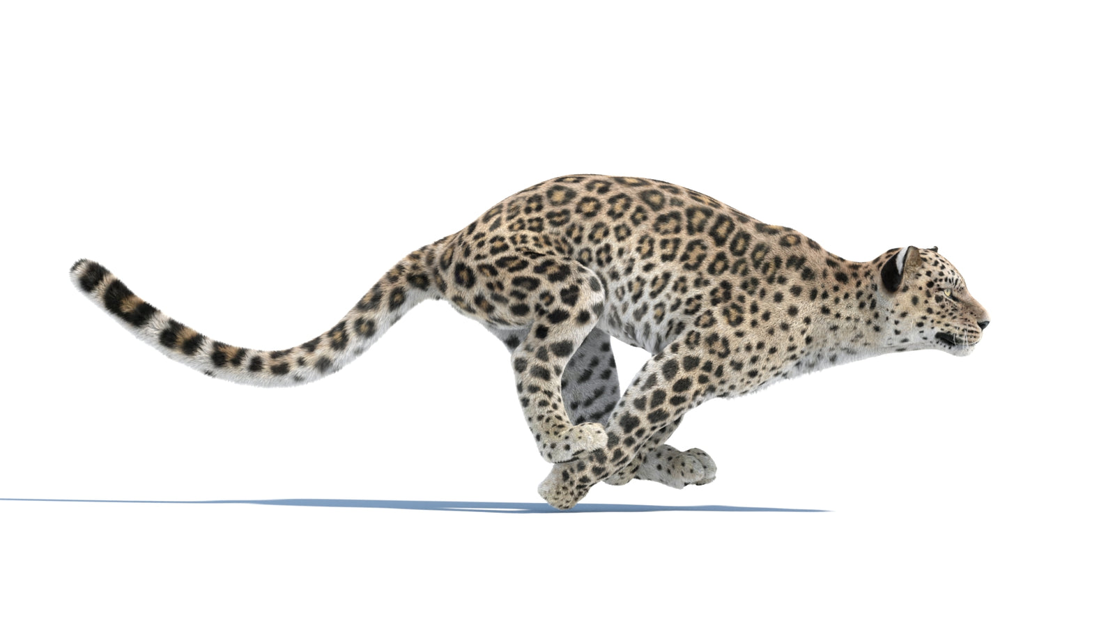 Persian Leopard 3D Model Animated Fur 360° view 3 frame 6