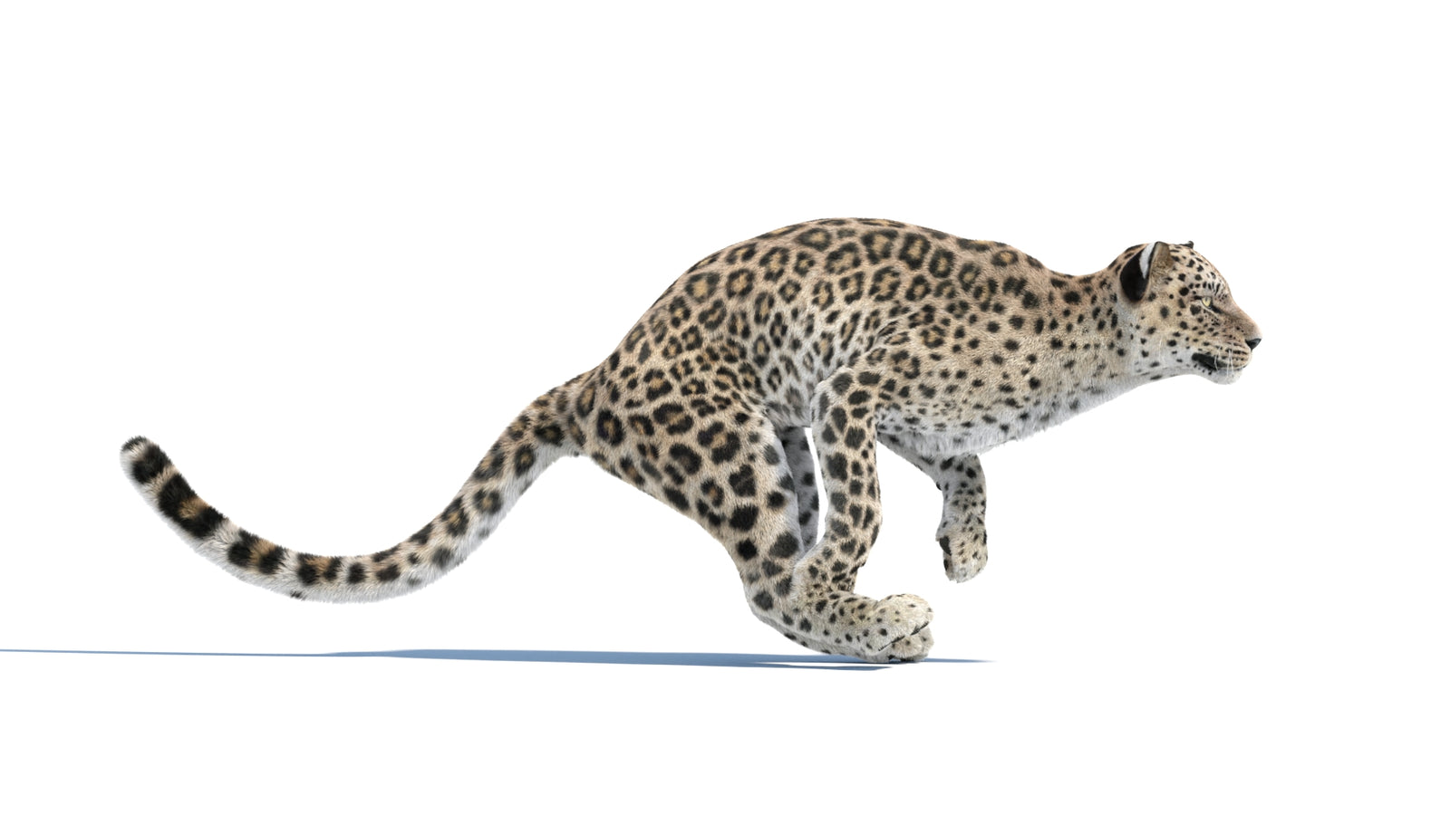 Persian Leopard 3D Model Animated Fur 360° view 3 frame 8