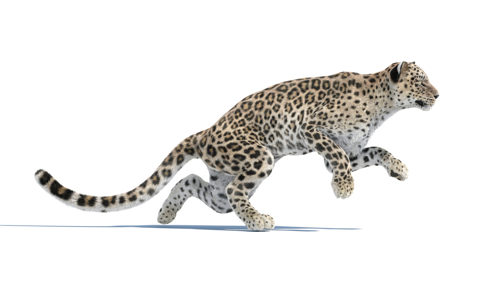 Persian Leopard 3D Model Animated Fur 360° view 3 frame 10