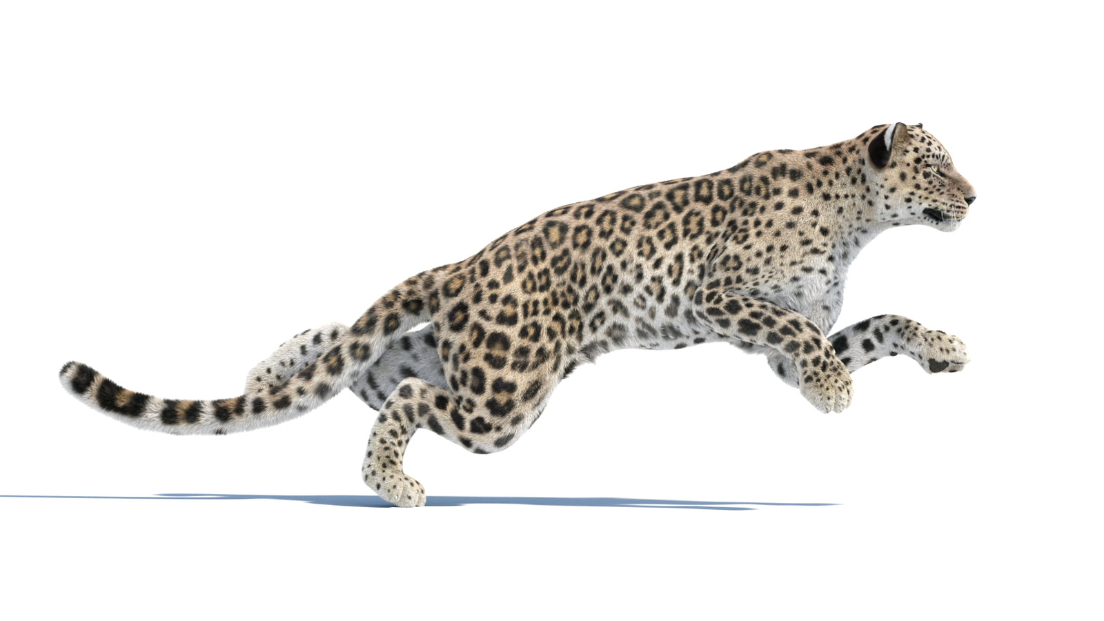 Persian Leopard 3D Model Animated Fur 360° view 3 frame 11