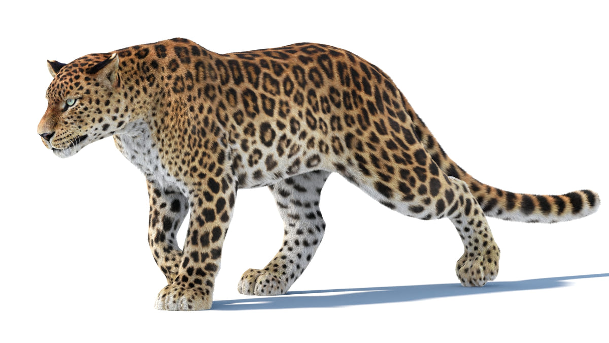 Animated Sri Lankan Leopard 3D Model Fur - 360 Degree View