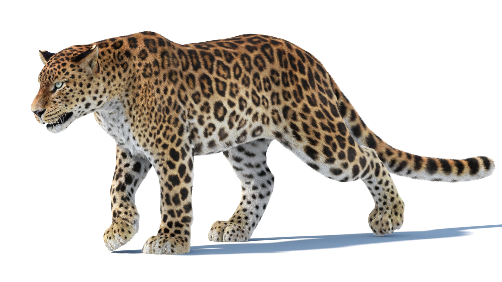 Animated Sri Lankan Leopard 3D Model Fur 360° view 3 frame 3