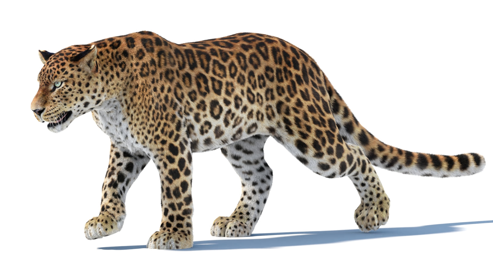 Animated Sri Lankan Leopard 3D Model Fur 360° view 3 frame 4