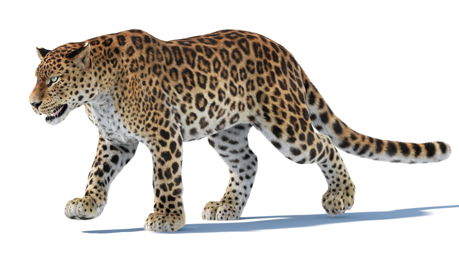 Animated Sri Lankan Leopard 3D Model Fur 360° view 3 frame 5