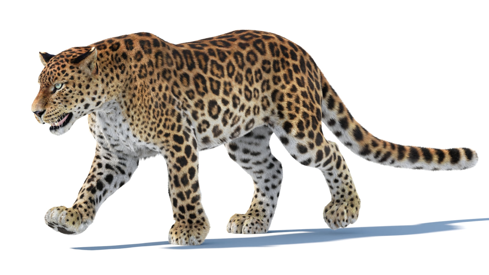 Animated Sri Lankan Leopard 3D Model Fur 360° view 3 frame 6