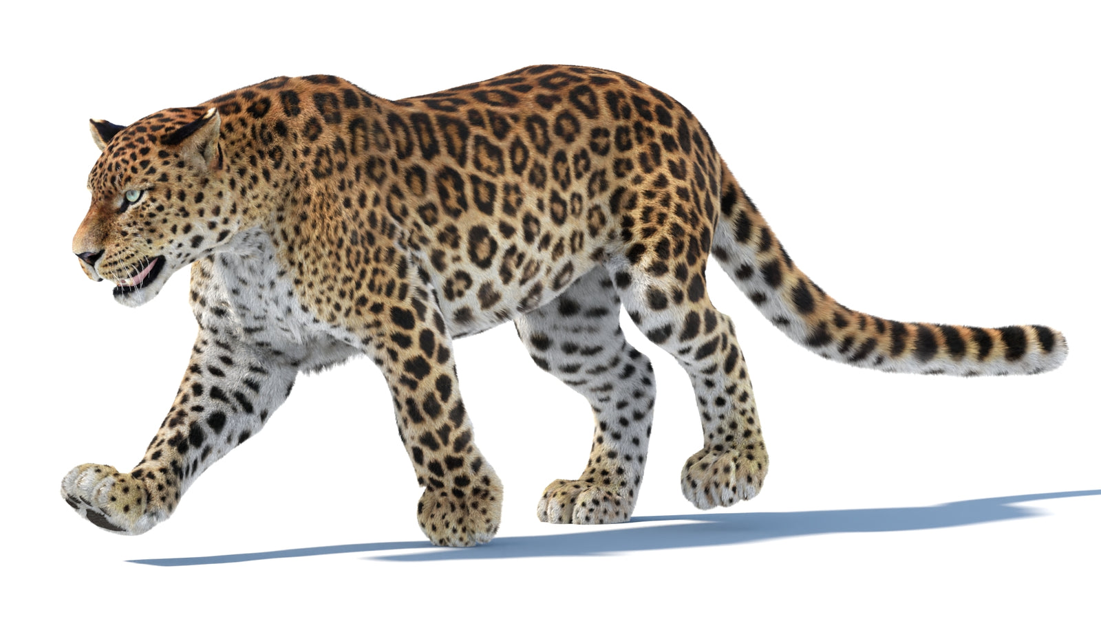 Animated Sri Lankan Leopard 3D Model Fur 360° view 3 frame 8