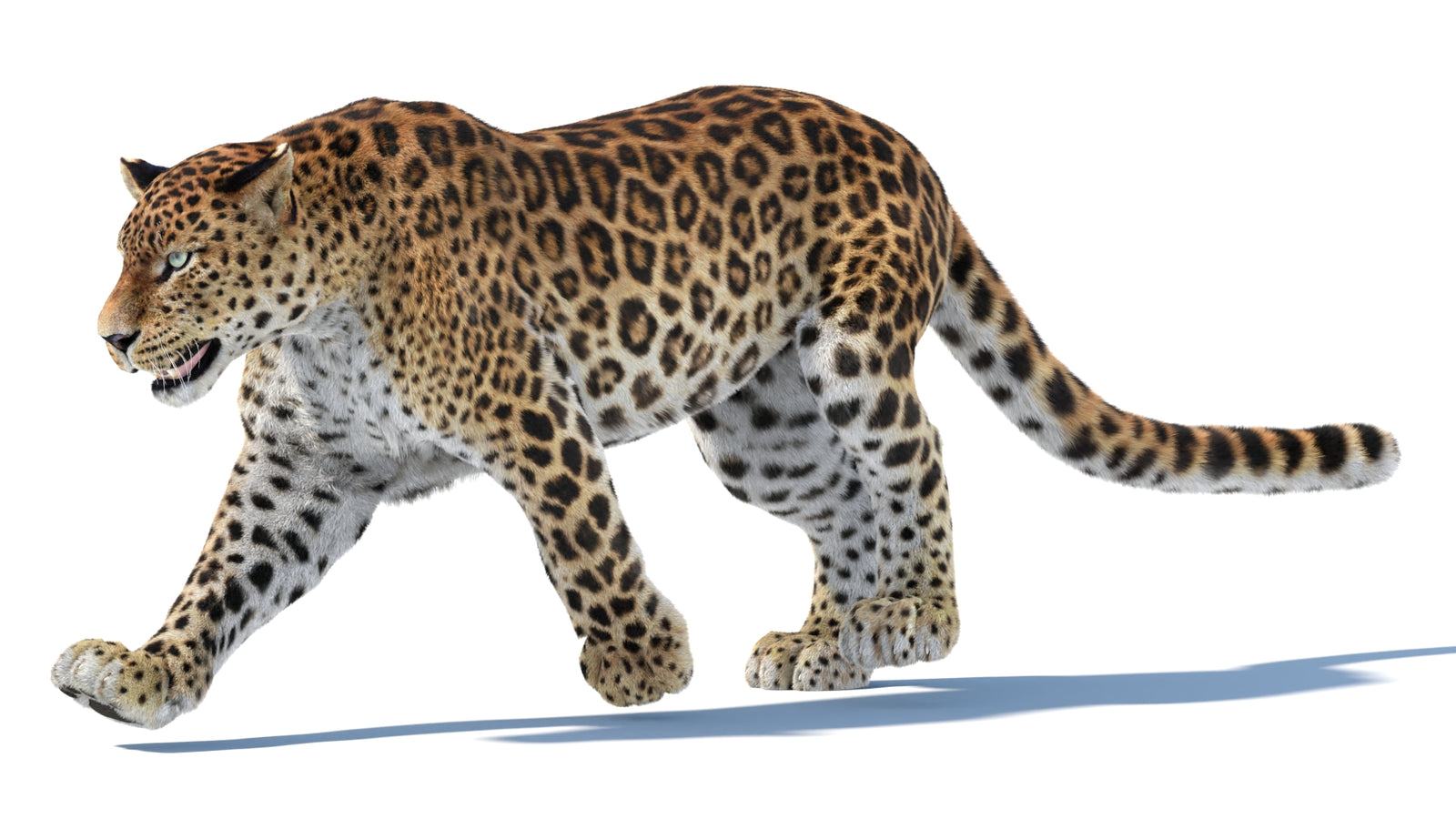 Animated Sri Lankan Leopard 3D Model Fur 360° view 3 frame 10